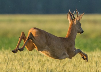 Gefahr von Wildunfällen steigt im Herbst: Richtig reagieren und sicher ankommen Gefahr von Wildunfällen steigt im Herbst: Richtig reagieren und sicher ankommen